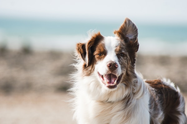 Pet Care
